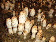 雞腿菇覆土栽培