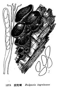 膠陀螺科 膠陀螺科