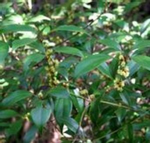 灰白新木姜子 灰白新木姜子