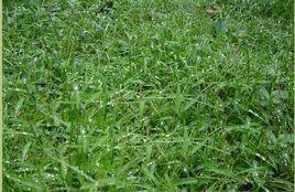 東北有機羊草 東北有機羊草