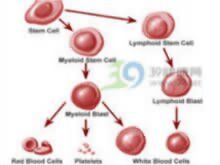 老年人急性非淋巴細胞白血病 老年人急性非淋巴細胞白血病