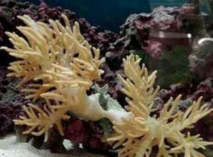 柔性皮革珊瑚 柔性皮革珊瑚