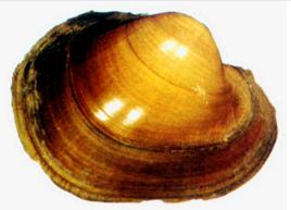 大河蚌 大河蚌