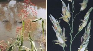 石茅亞組 石茅亞組