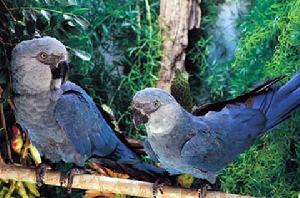 斯皮克金剛鸚鵡 斯皮克金剛鸚鵡