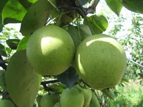 紀莊大青梨 紀莊大青梨