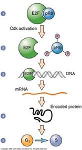 腫瘤細胞圖16-5Rb基因的作用