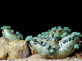 白皮月界 白皮月界