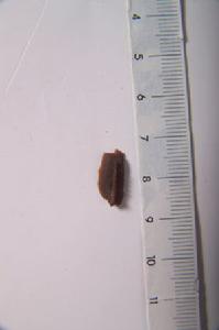 董氏蜀獸 董氏蜀獸