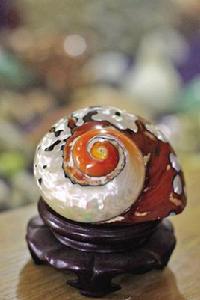 南非蠑螺 南非蠑螺