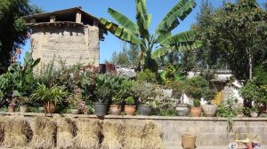 大官自然村 大官自然村