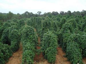山藥(深薯)種植