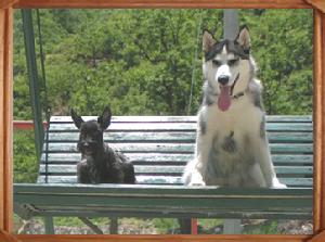 西伯利亞雪橇犬-哈士奇