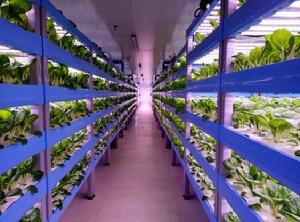 植物工廠水培小白菜