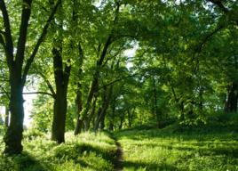 一片樹林 一片樹林