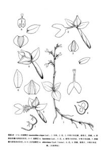 小齒唇蘭 小齒唇蘭