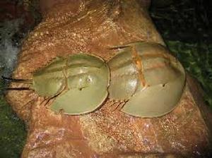 海底鴛鴦 海底鴛鴦