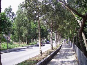 （圖）林錦公路兩旁主要種植白千層為行道樹