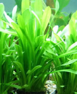 白克苔草 白克苔草