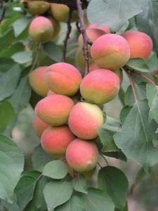 李子樹下埋死人 李子樹下埋死人