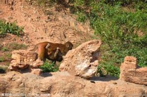 母子沖村 母子沖村