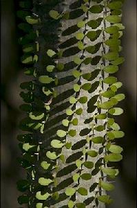 鵝掌藤類植物
