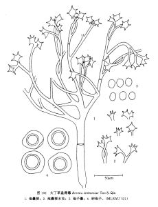 大丁草盤霜霉 大丁草盤霜霉