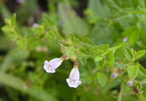 纖弱黃芩 纖弱黃芩