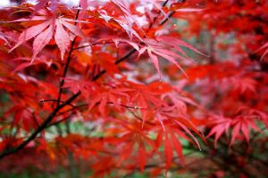 香山紅葉