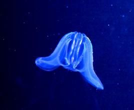 鬱金香水母 鬱金香水母