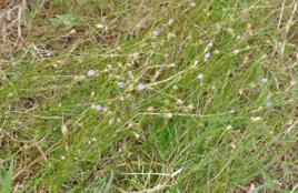 蘭花參[蘭花參]