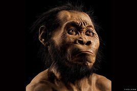 納勒迪人 納勒迪人