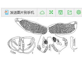 擬鱗盤蟲屬 擬鱗盤蟲屬