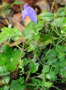 蕁麻葉馬藍 蕁麻葉馬藍