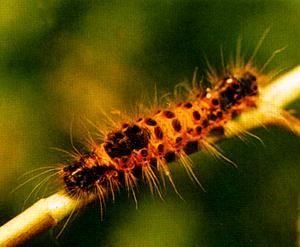 黑邊花毒蛾 黑邊花毒蛾