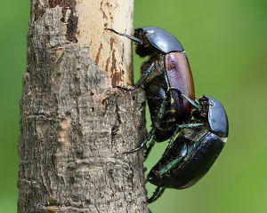 巨多鰓金龜 巨多鰓金龜