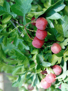 山楂降壓膠囊 山楂降壓膠囊