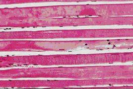 肌組織細胞 肌組織細胞