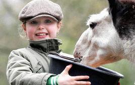 Schnappi Joy Schnappi Joy