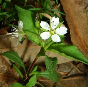 孩兒參屬 孩兒參屬