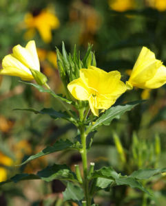 小花月見草 小花月見草