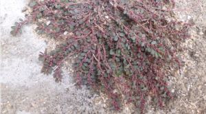 閩南大戟 閩南大戟