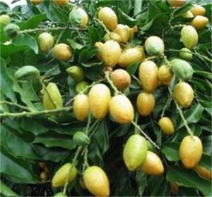 雲南黃皮 雲南黃皮