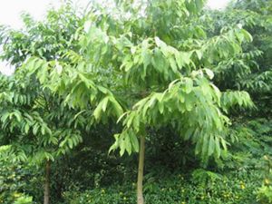 短梗幌傘楓 短梗幌傘楓