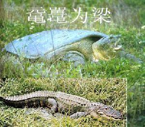 黿鼉為梁 黿鼉為梁