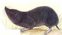 川鼩指名亞種 川鼩指名亞種