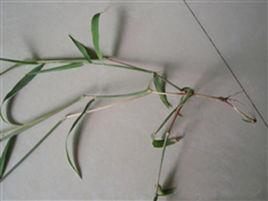 十字馬唐 十字馬唐