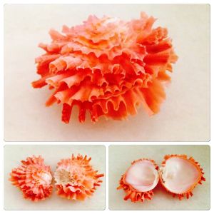 甘蔗猿頭蛤 甘蔗猿頭蛤