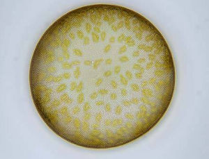 圓篩藻屬 圓篩藻屬