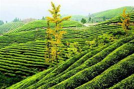 雷家店鎮 雷家店鎮